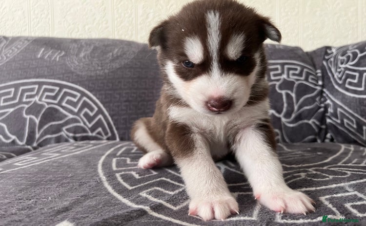 Siberian Husky dogs - Advert 1