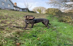 Cane Corso dogs for sale: Coco The Cane Corso - Image 1