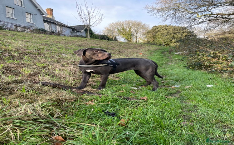 Cane Corso dogs - Advert 1