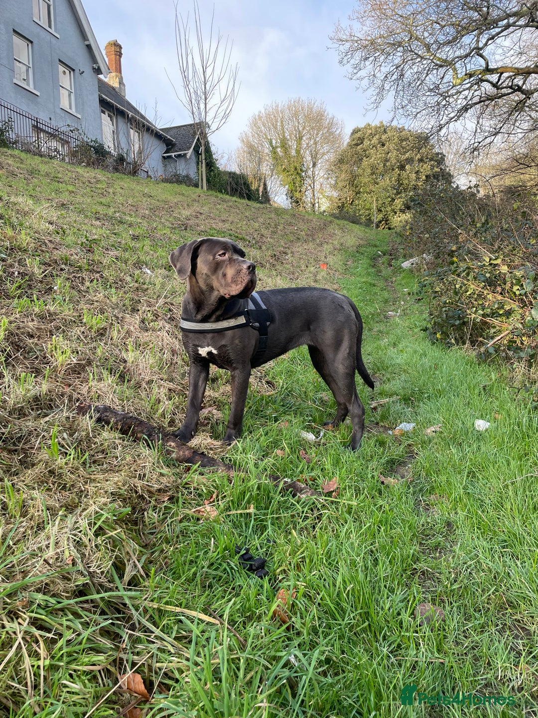 Cane Corso dogs for sale: Coco The Cane Corso - Image 1