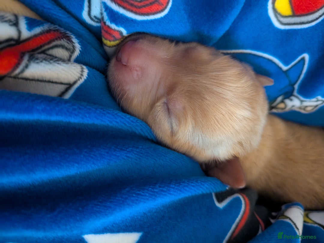 Goldador dogs for sale: Goldador puppies - all reserved  - Advert 11