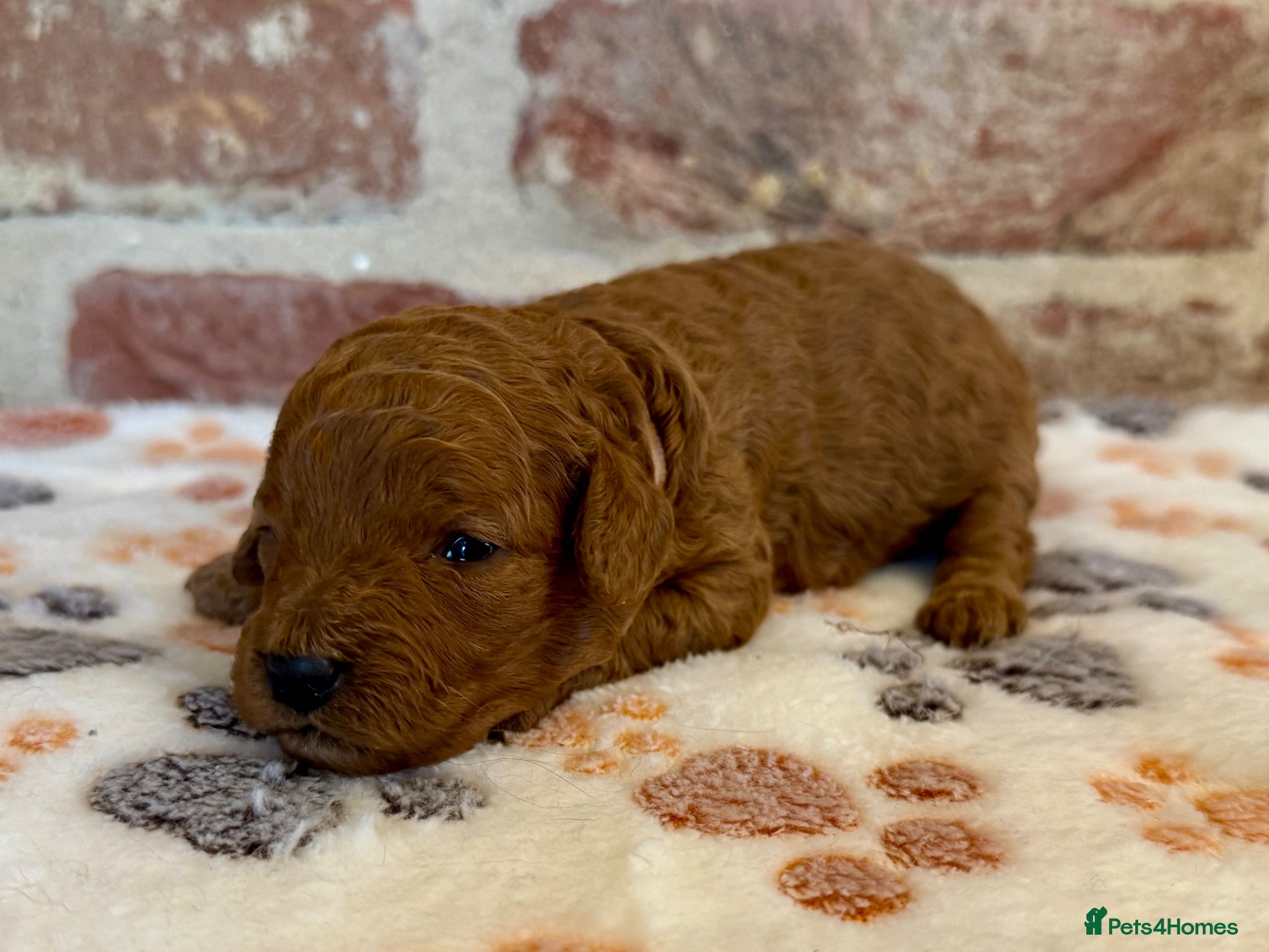 Cavapoo dogs F1b Cavapoo female 💗 - Advert 1