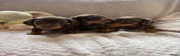 Miniature Dachshund dogs for sale: True miniature dachshund puppies  - Advert 4