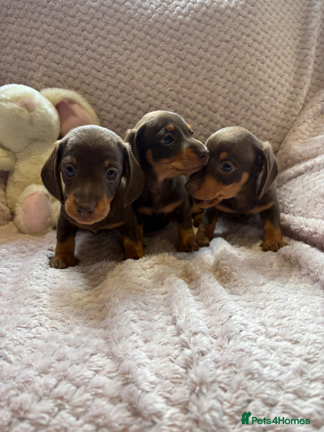Miniature Dachshund dogs for sale:  Ready now dachshund puppies  - Advert 2