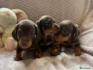 Miniature Dachshund dogs True miniature dachshund puppies - Advert 9