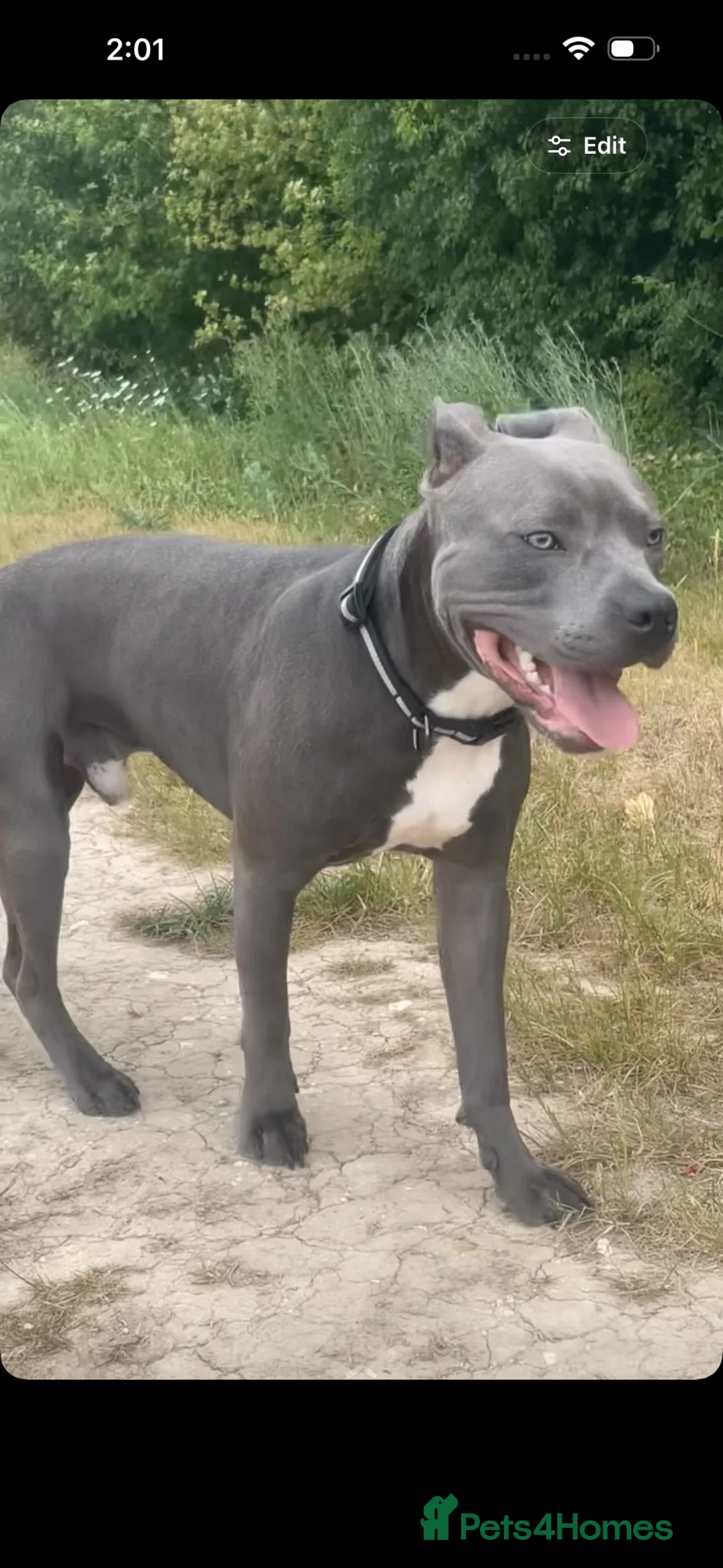 Staffordshire Bull Terrier dogs for sale: Staffordshire bull terrier - Advert 2