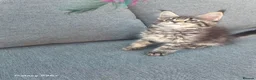 Maine Coon cats for sale: Licensed breeder-maine coon  - Advert 22