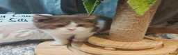 British Longhair cats for sale: Tica registered cinnamon bi colour  - Advert 5