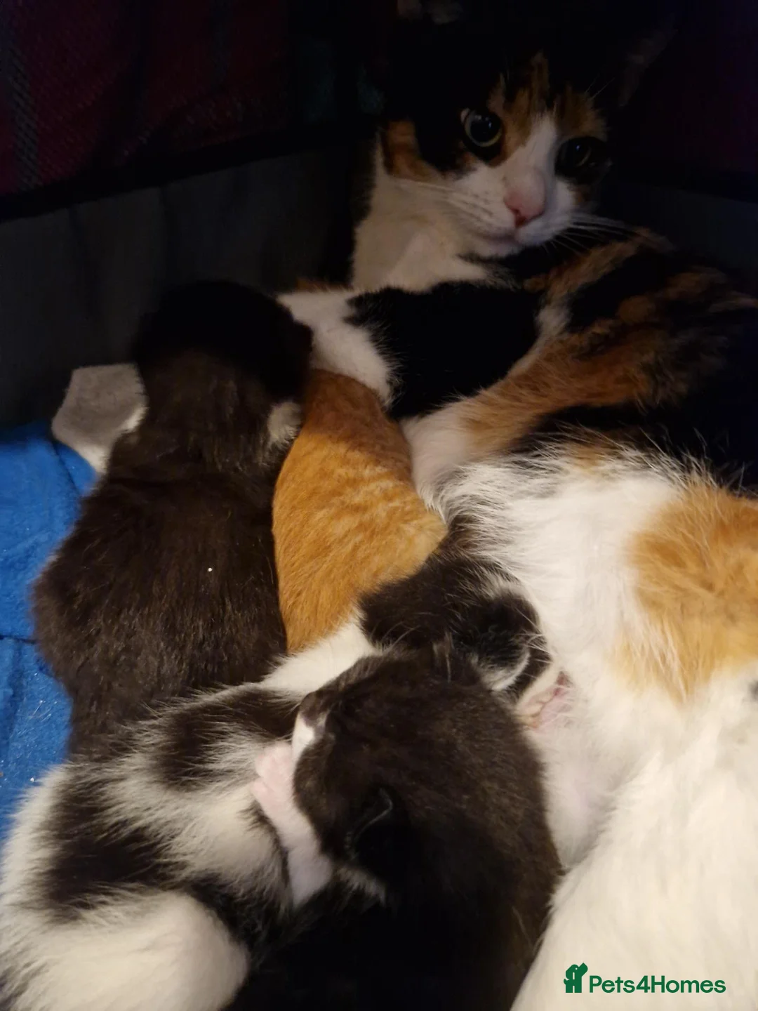 Mixed Breed cats for sale: 4 little kittens bundles of fluff  - Advert 5