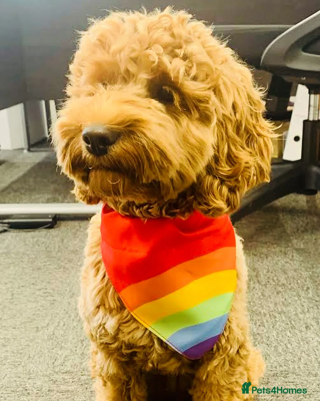 Gallery Image {{count}}