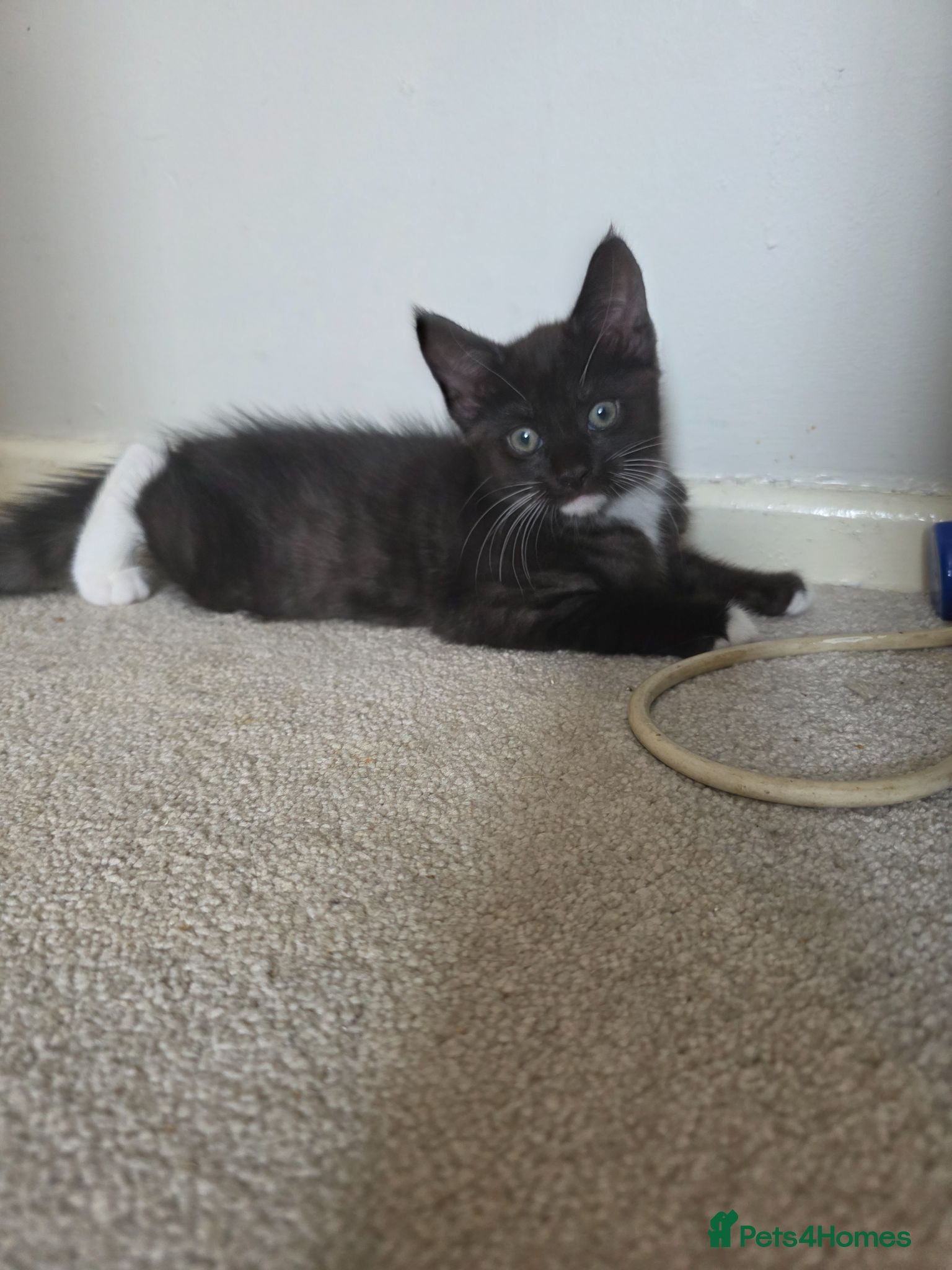 Maine Coon cats Reduced- 4 mainecoon cross kittens open to offers - Advert 5
