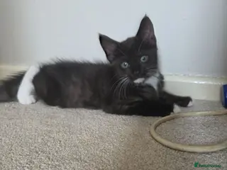 Maine Coon cats Reduced- 4 mainecoon cross kittens open to offers - Advert 5