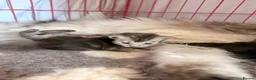 Maine Coon cats for sale: GCCF Registered Maine coon kittens  - Advert 1