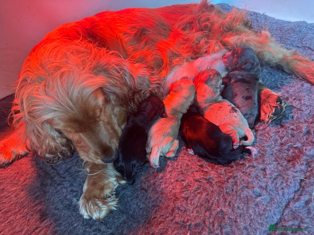 Mixed Breed dogs for sale: Beautiful Little Boy Available Now! - Image 9