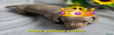 Dachshund yellow collar 