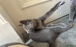 Russian Blue cats for sale: Russian Blue Kitten - Image 2