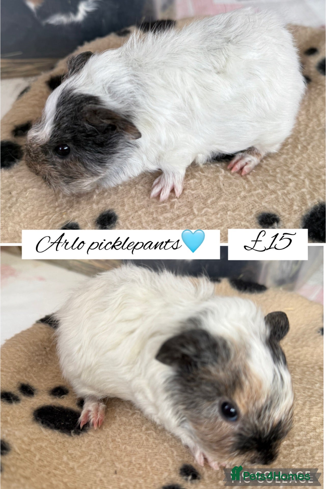 Guinea Pig rodents Pet guinea pigs  - Advert 3