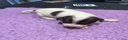 Jack Russell dogs for sale: Working jack russell puppies  - Advert 17