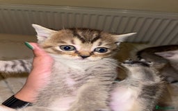 British Shorthair cats for sale: British short hair kittens - Image 18