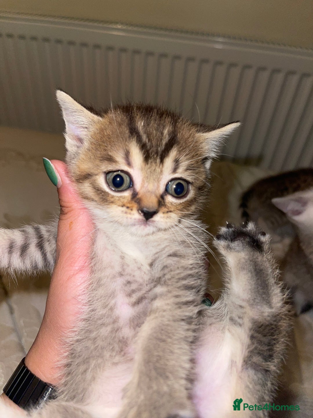 British Shorthair cats for sale: British short hair kittens - Image 18