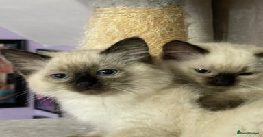 Ragdoll cats - Advert 1