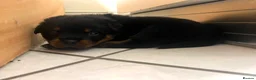 Rottweiler dogs for sale: KC Registered Rottweiler Puppies - Advert 26