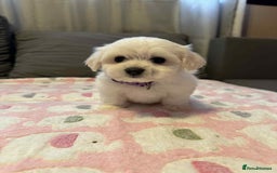 Maltese dogs for sale: Maltese puppies - Image 9