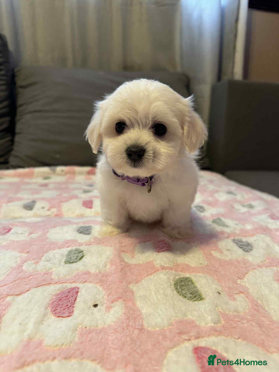 Maltese dogs for sale: Maltese puppies - Image 9