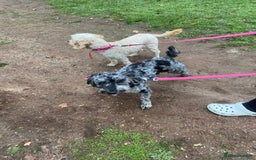 Cockapoo dogs for sale: Cockapoo - Image 15