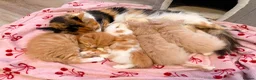Maine Coon cats for sale: Half Maine Coon Kittens  - Advert 1