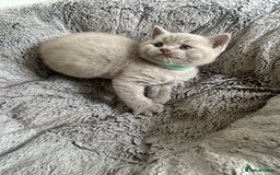 British Shorthair cats for sale: Beautiful British Shorthair Kittens - Image 7