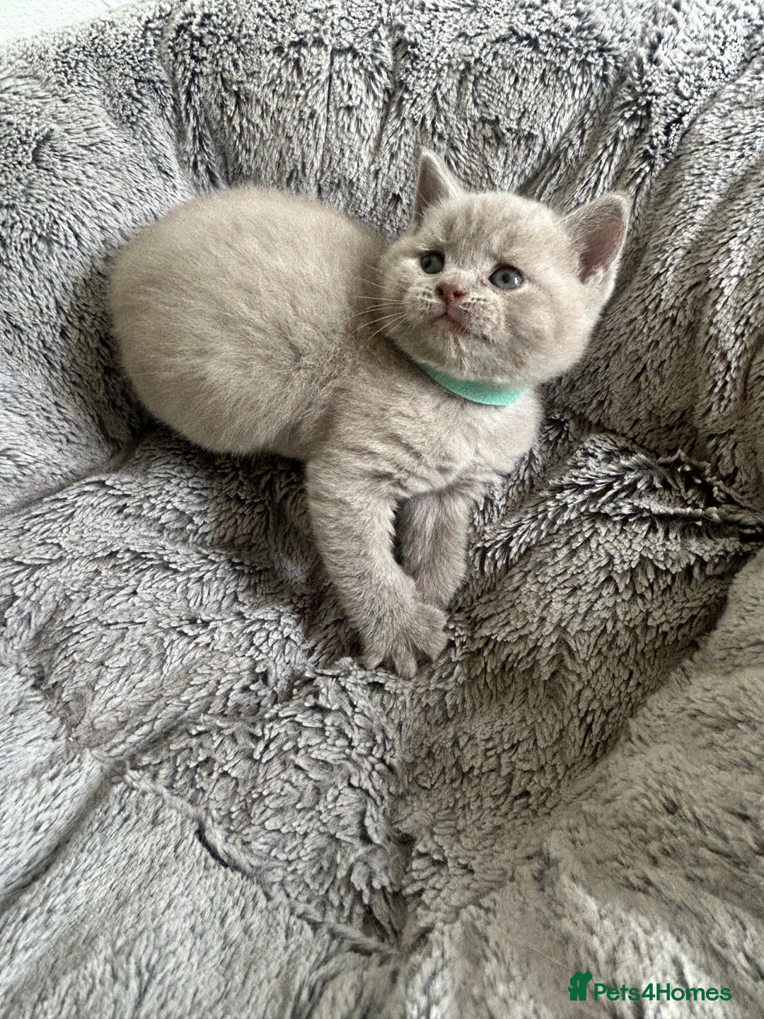 British Shorthair cats for sale: Beautiful British Shorthair Kittens - Image 7