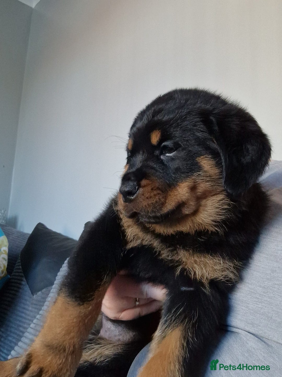 Rottweiler dogs for sale: Old fashioned big rottweiler pups  - Image 16