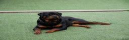 Rottweiler dogs for stud: BEAUTIFUL OLD TYPE BIG BONED ROTTIE! For stud in Mansfield - Advert 38