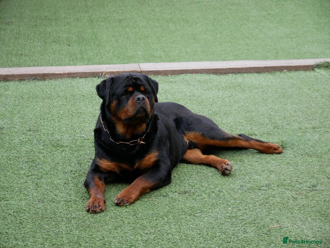 Rottweiler dogs for stud: BEAUTIFUL OLD TYPE BIG BONED ROTTIE! For stud in Mansfield - Advert 38