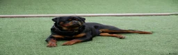 Rottweiler dogs for stud: BEAUTIFUL OLD TYPE BIG BONED ROTTIE! For stud in Mansfield - Advert 38
