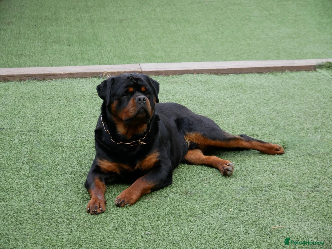 Rottweiler dogs for stud: BEAUTIFUL OLD TYPE BIG BONED ROTTIE! For stud in Mansfield - Advert 38