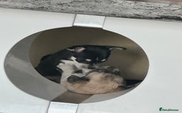 Chihuahua dogs for sale: For sale  - Image 5