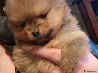 Pomeranian dogs Beautiful Pomeranian male puppy FCI registered - Advert 2