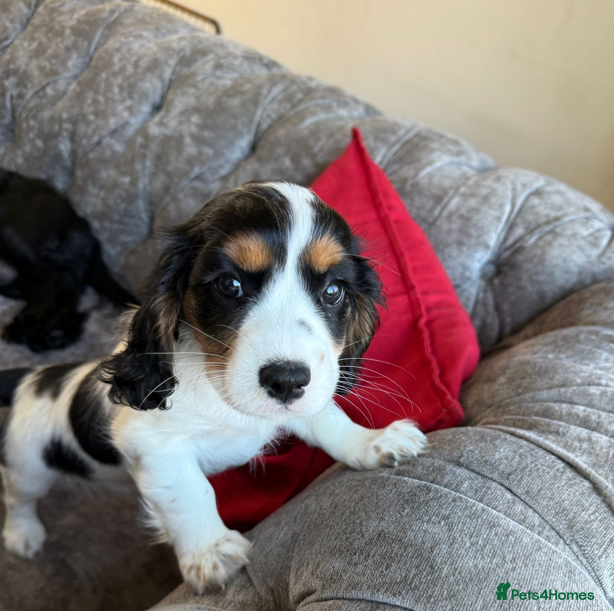 Mixed Breed dogs Gorgeous TRI COLOUR PUPPY LEFT. All others sold - Advert 12