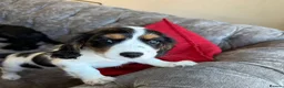 Mixed Breed dogs for sale: Gorgeous TRI COLOUR PUPPY LEFT. All others sold - Advert 1