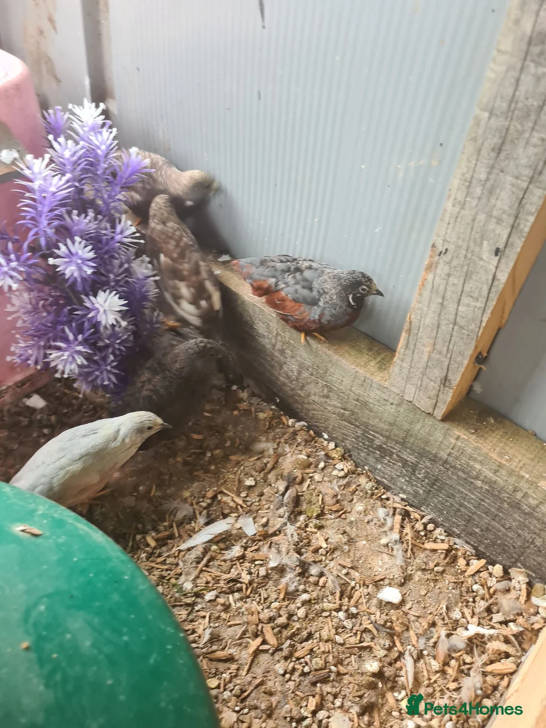 Quail poultry for sale: King quail, button Quail, Chinese painted quail. - Advert 3