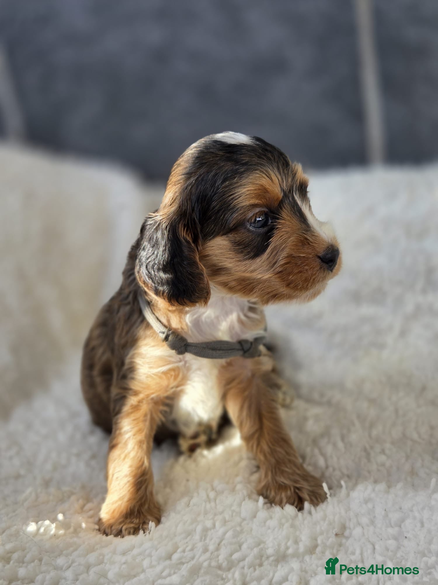 Cockapoo dogs Stunning Cockapoo Pups - Advert 12