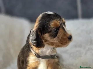 Cockapoo dogs Stunning Cockapoo Pups - Advert 12