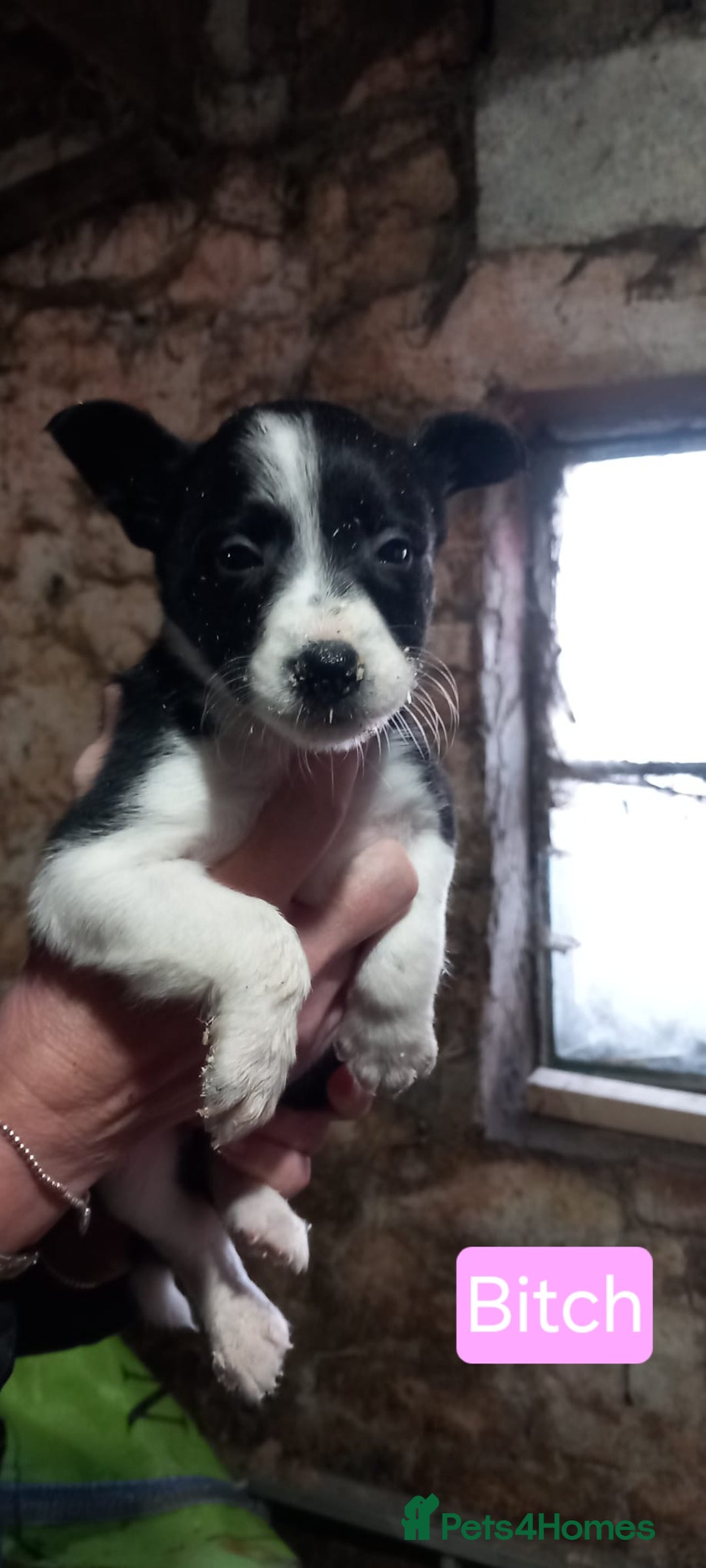 Border Collie dogs for sale: Border Collie Pups - Advert 7