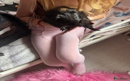 Guinea Pig rodents for sale: 2 baby pigs  - Image 4