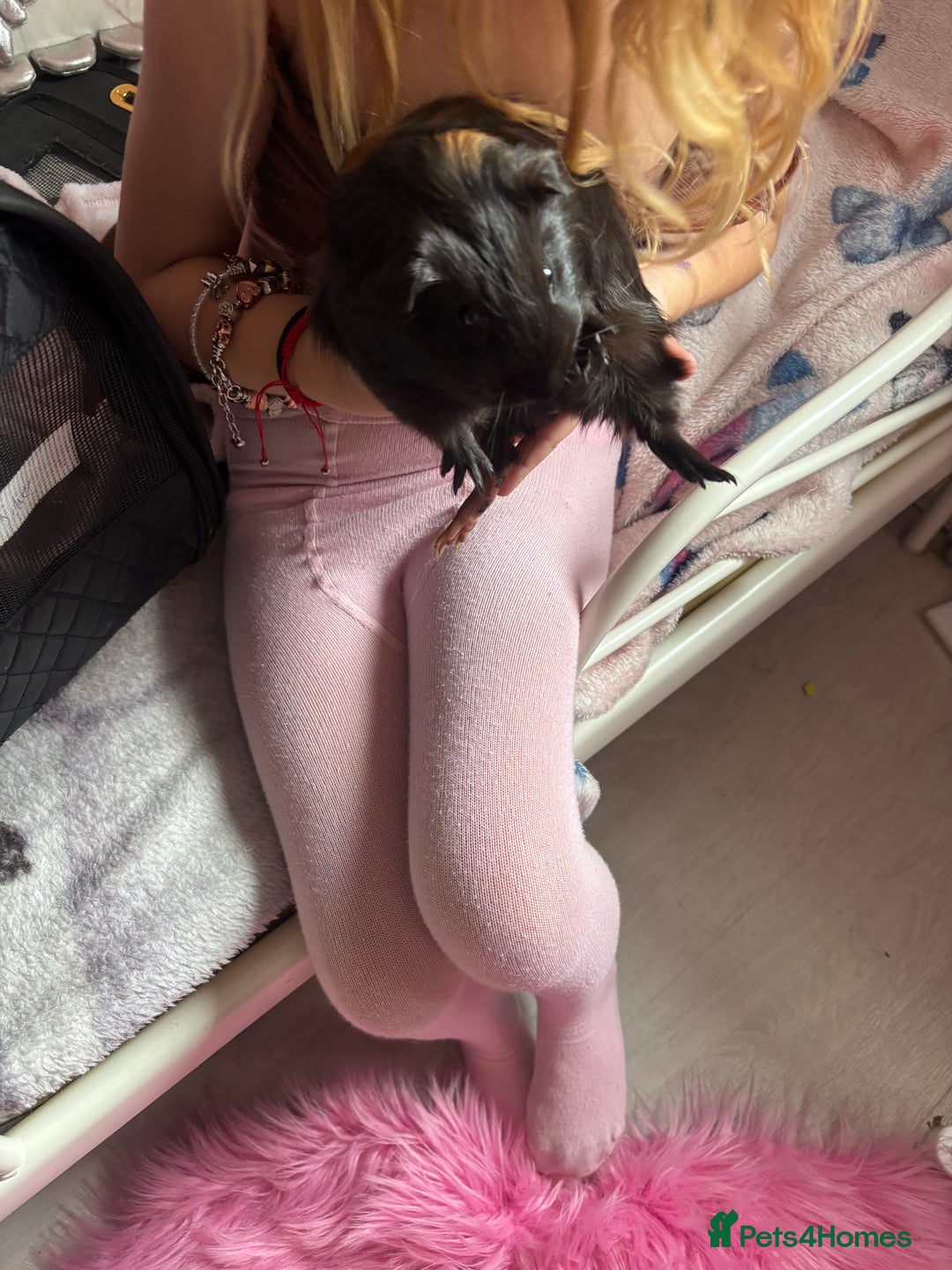 Guinea Pig rodents for sale: 2 baby pigs  - Image 4