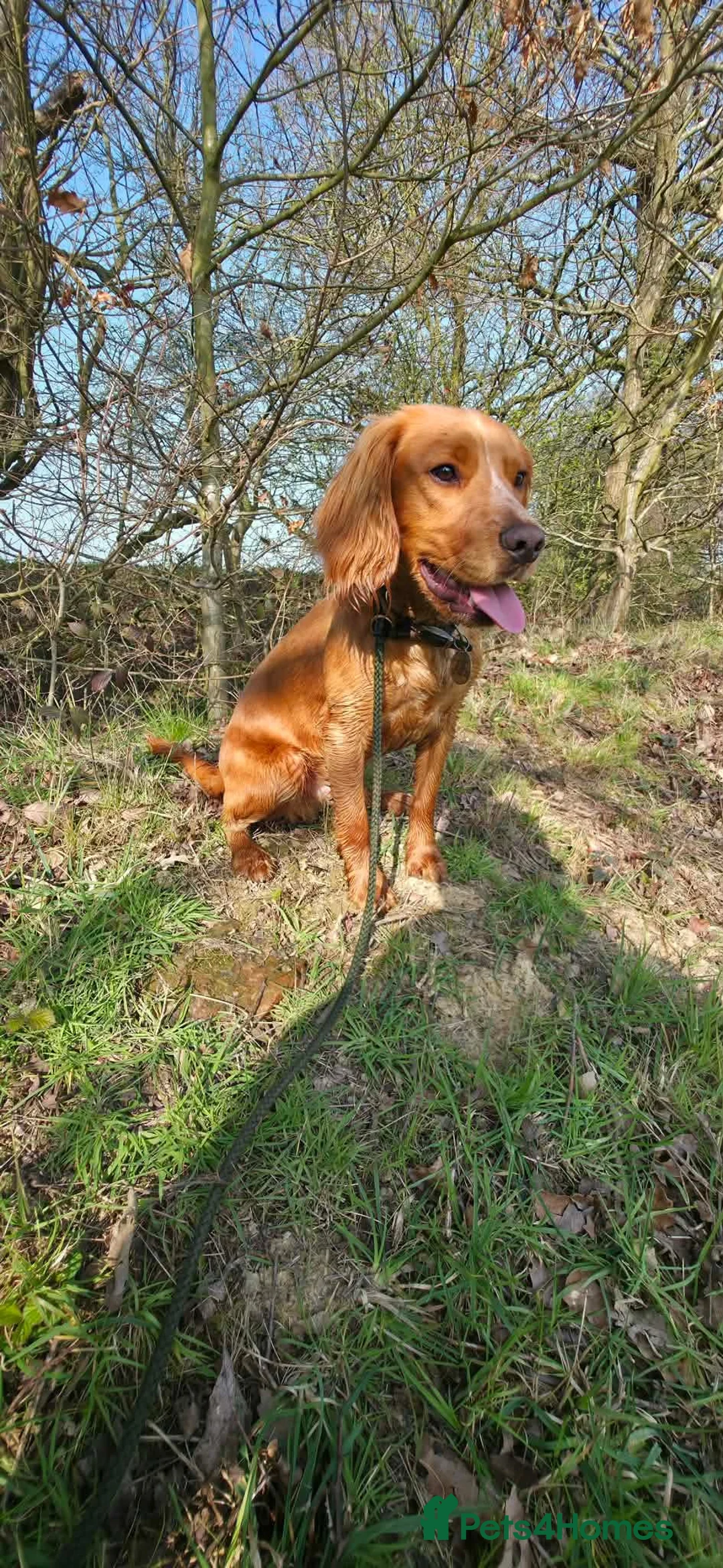 Cocker Spaniel dogs for sale: Working Cocker Spaniel 8 Months Old in Doncaster - Advert 2