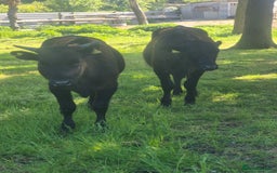 Cows & Bulls livestock for sale: 2 Wagyu Breeding, Store Heifers - Image 1
