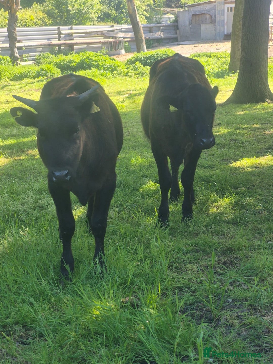 Cows & Bulls livestock for sale: 2 Wagyu Breeding, Store Heifers - Image 1